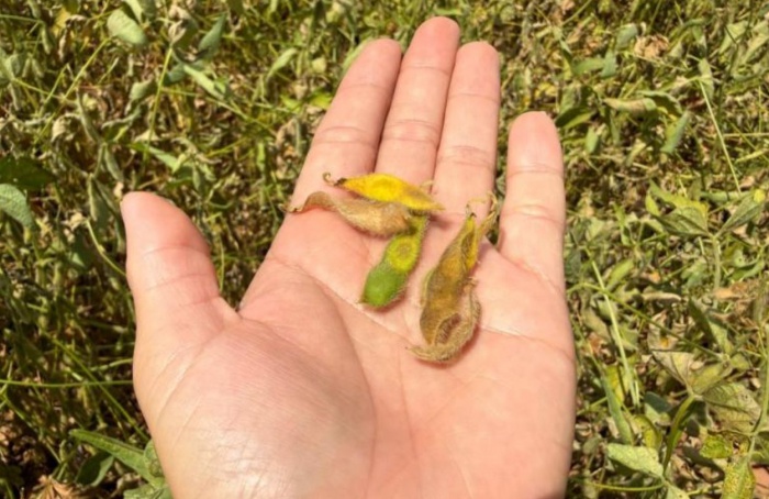 Clima seco deixa produtores da região Sul do MS em alerta