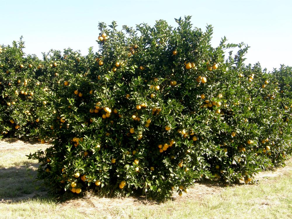 Resistência dos pomares de citros depende do equilíbrio nutricional