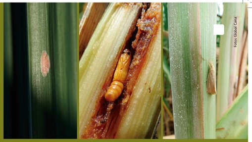 O ciclo biológico completo, de ovo a adulto, da broca da cana-de-açúcar, D. saccharalis, dura emtorno de dois meses, existindo até seis gerações anuais, dependendo das condições climáticas