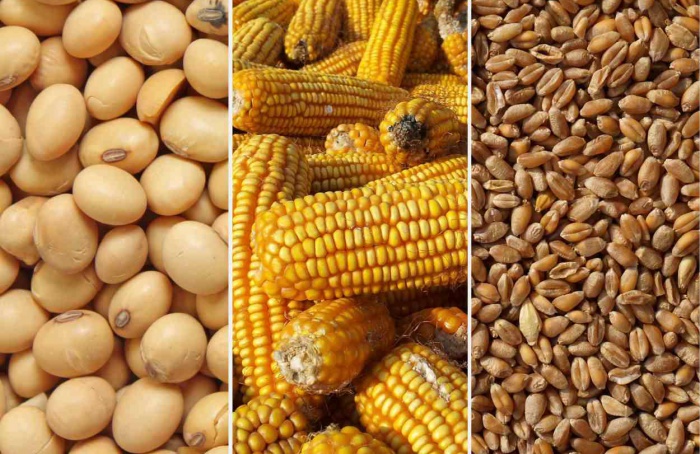 Pré-Wasde: Hedgepoint aponta expectativas para soja, milho e trigo