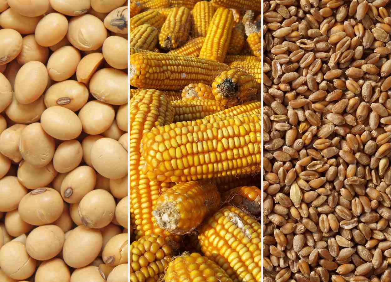 Cultivar Magazine - News and Technical Articles from the Agricultural ...