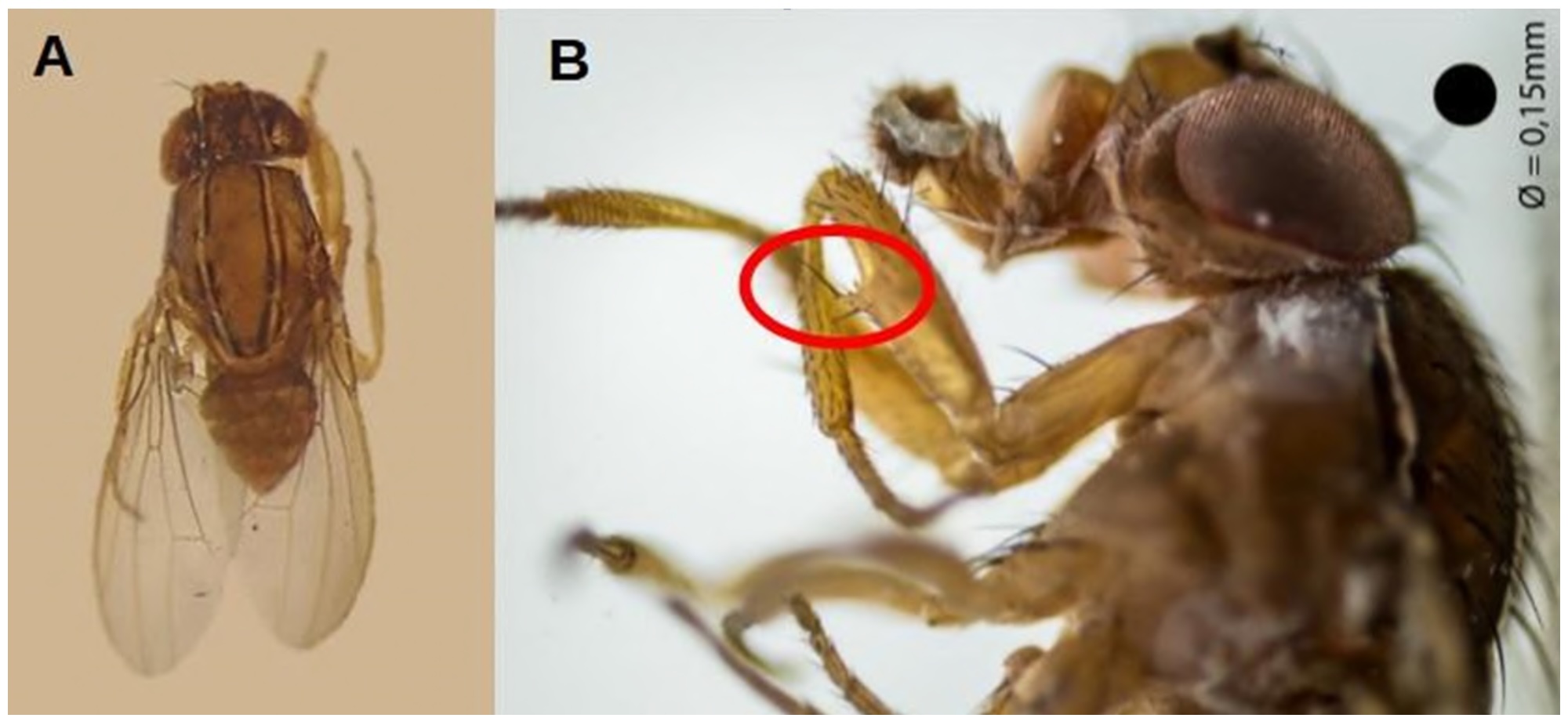 Adulto de <i>Zaprionus tuberculatus</i>: <b>(A)</b> vista dorsal das faixas brancas longitudinais ao longo da cabeça e do tórax e <b>(B)</b> detalhe do tubérculo proeminente na superfície externa do fêmur das pernas anteriores, característico da espécie. Tamanho real do inseto = 3mm - Fotos: (A) Juracy Caldeira Lins Junior e (B) André Amarildo Sezerino