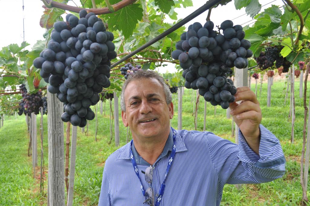 Dias de campo apresentam uvas brasileiras para clima tropical