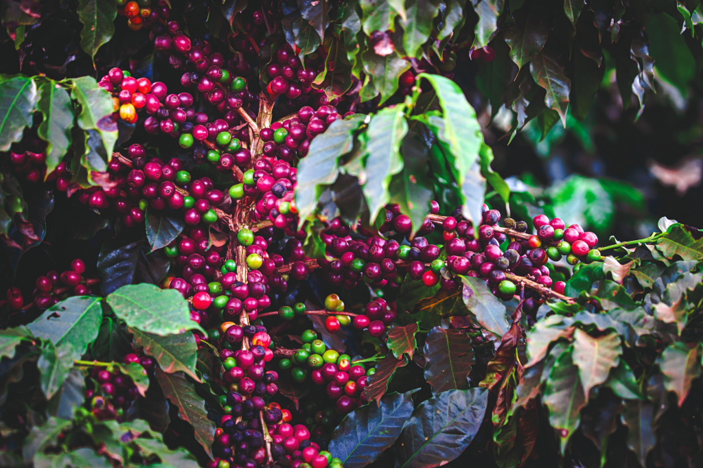 Manejo diversificado de plantas daninhas no café