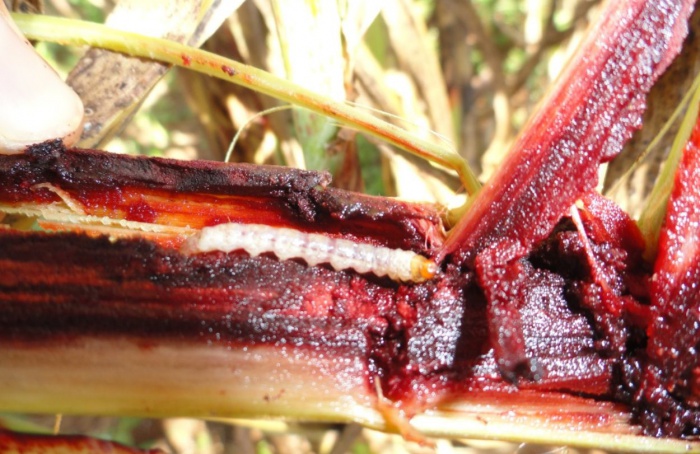 Broca-da-cana-de-açúcar é praga silenciosa da cultura do sorgo