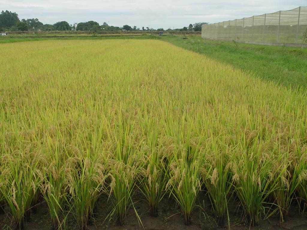Embrapa lançará nova cultivar de arroz na Agrotins