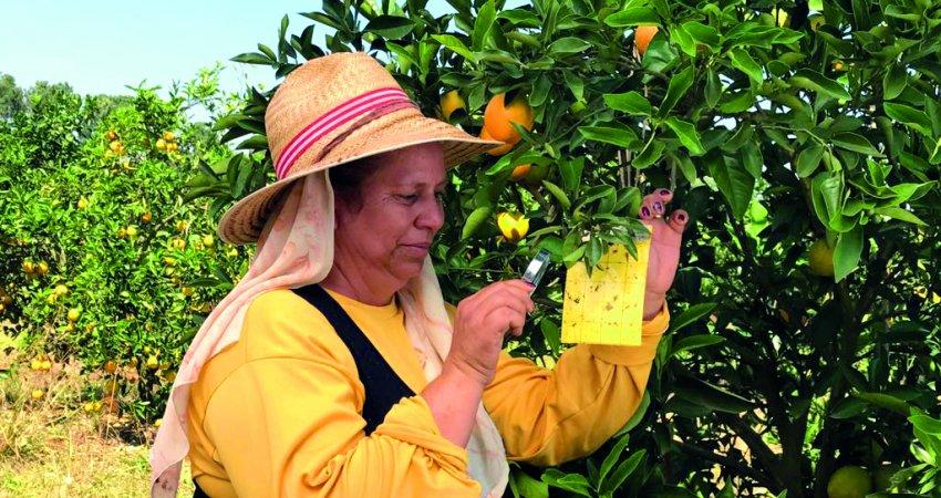 Manejo regional do greening será tema de encontro promovido pelo Fundecitrus em Duartina (SP)