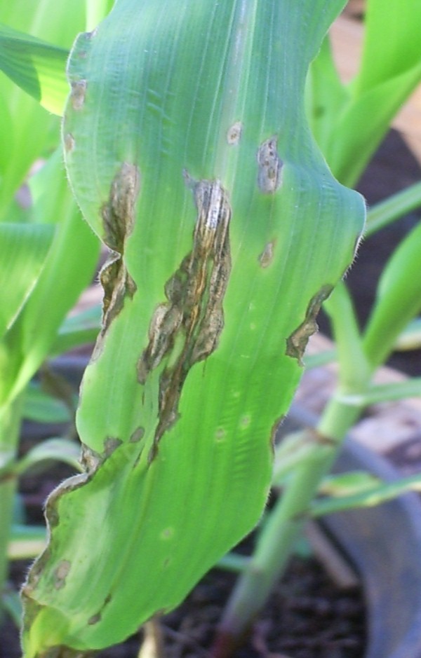 Figura 2 - Sintomas da antracnose foliar em plantas jovens de milho (Foto: Rodrigo Véras da Costa)