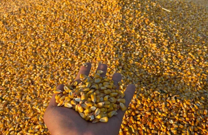 Milho mantém trajetória de valorização no começo de dezembro