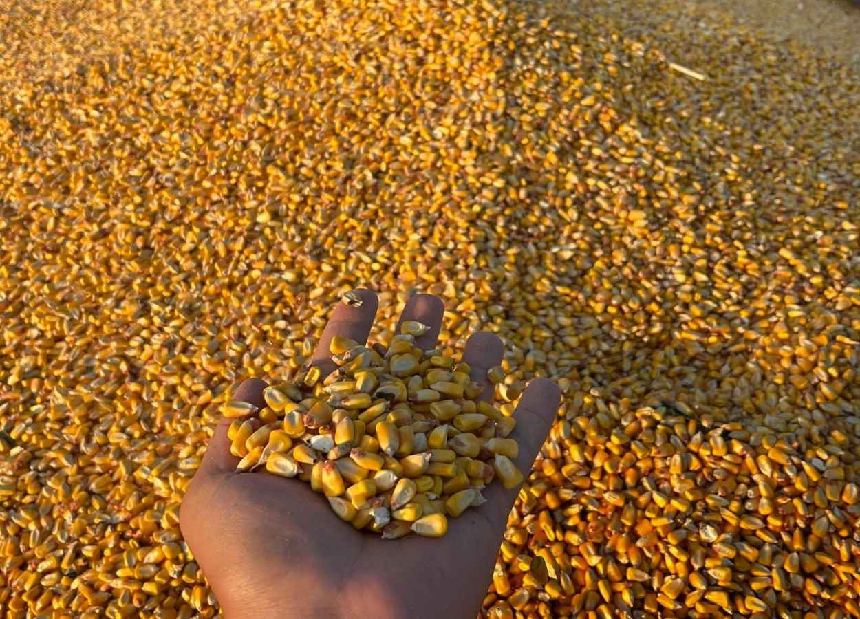 Milho mantém trajetória de valorização no começo de dezembro