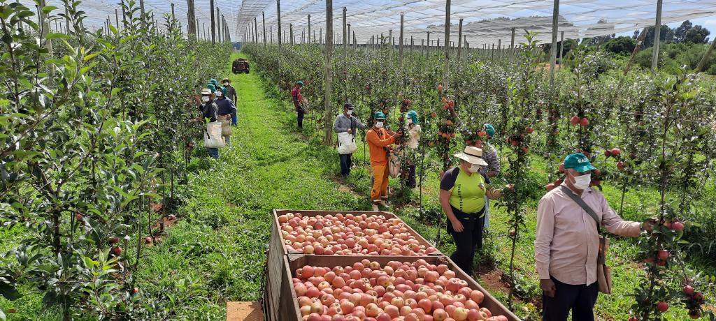 Vacaria, no RS, espera 12 mil trabalhadores para a colheita da maçã