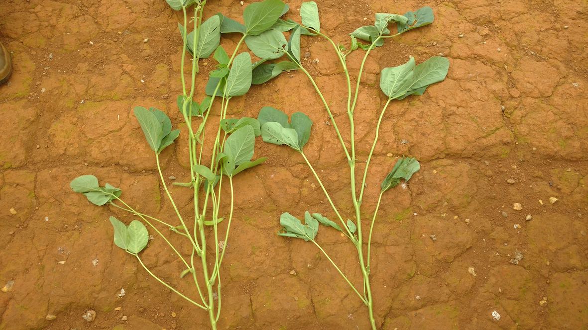 Nematoide que ataca parte aérea da planta pode causar perdas de até 100%