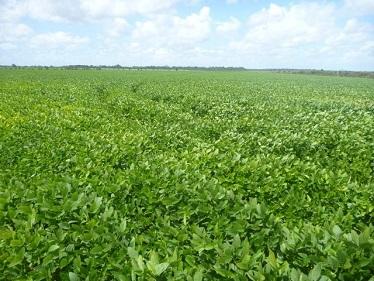 Projeto para melhorar sistemas de produção no cerrado piauiense