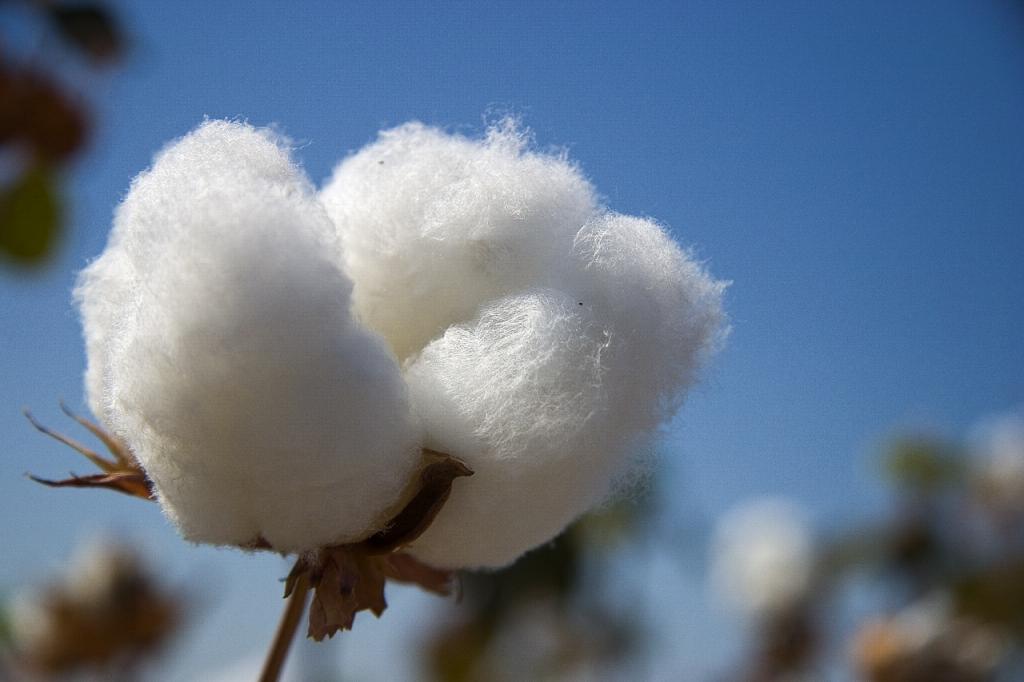 Uso de Boro móvel ajuda a melhorar a produtividade do algodão safrinha