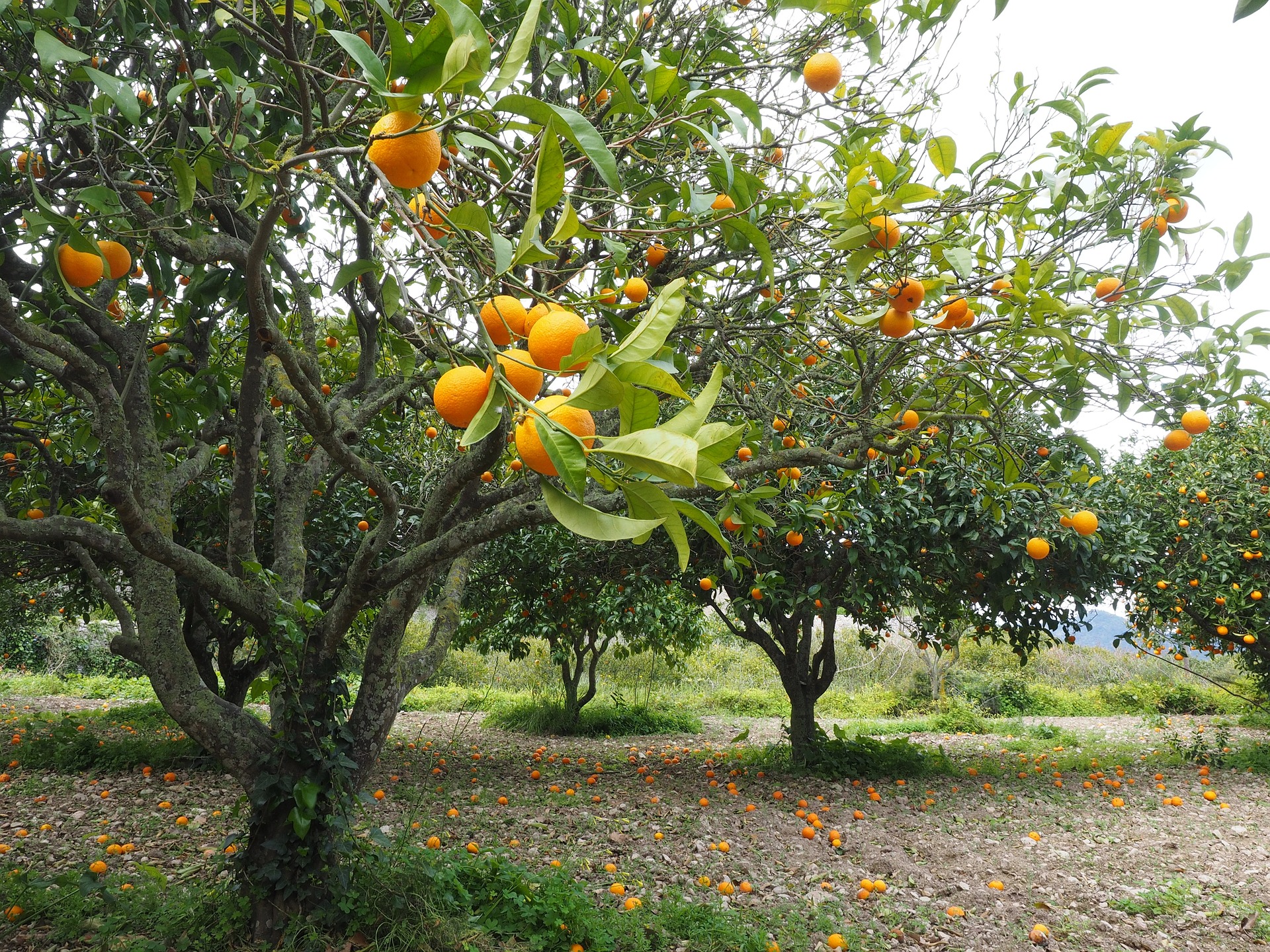 Mapeamento inédito nos pomares de citros analisará a produtividade planta a planta em alta escala