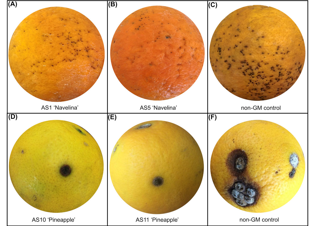 Sintomas de pinta-preta cítrica na casca de laranjas doces das linhagens geneticamente modificadas (GM) ‘Navelina’ AS1, AS5 (A)-(B) e do controle ‘Navelina’ não-GM (C); e sintomas de cancro-cítrico em frutos das linhagens geneticamente modificadas ‘Pineapple’ AS10, AS11 (D)-(E) e do controle ‘Pineapple’ não-GM (F) -&nbsp;doi.org/10.1002/ps.70421