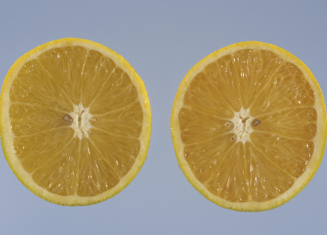 Frutos com sintomas de greening - Foto: Jeffrey W Lotz, Florida Department of Agriculture