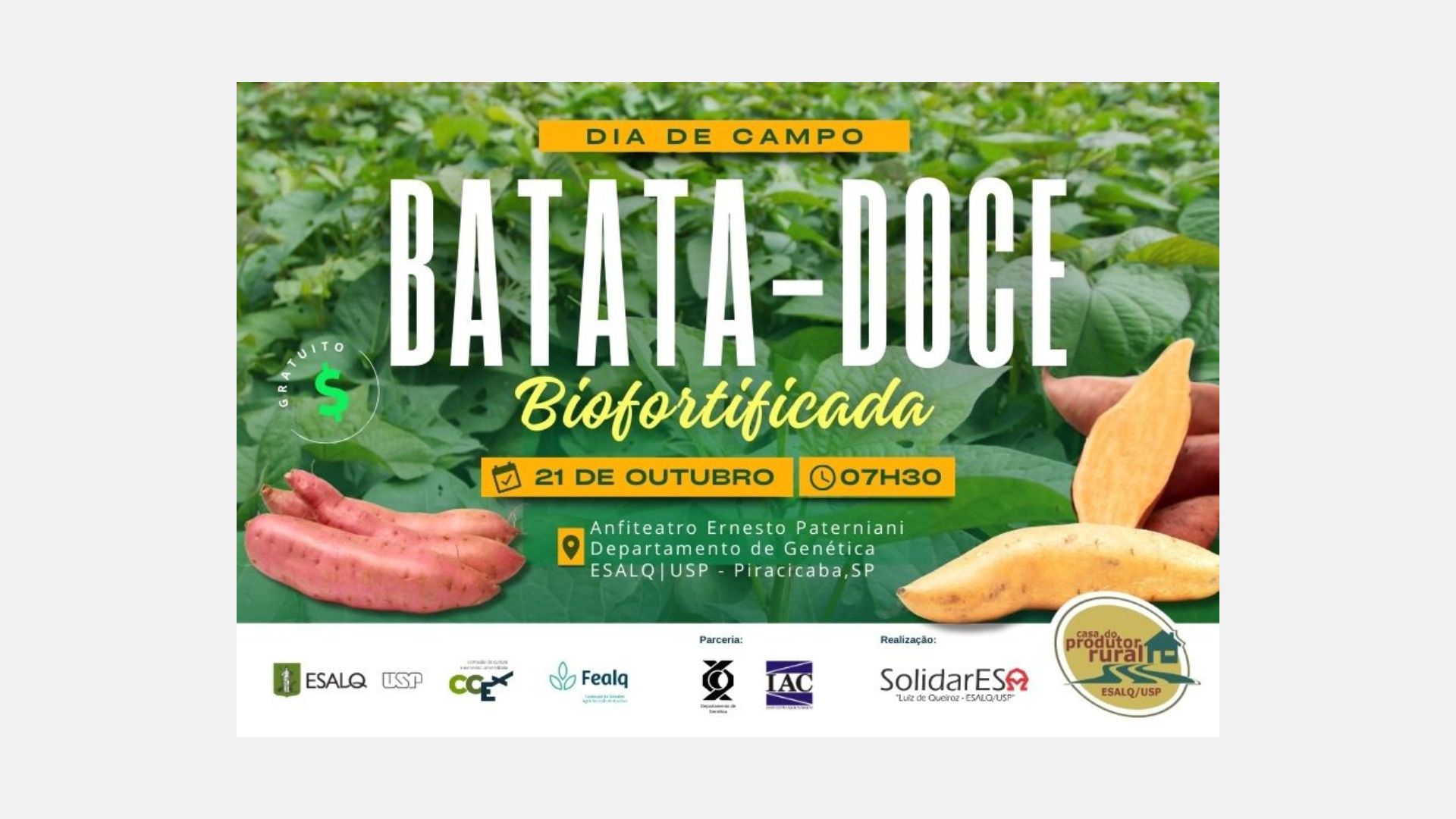 Cultivo de batata-doce biofortificada: prática permite o desenvolvimento de variedades mais nutritivas e produtivas