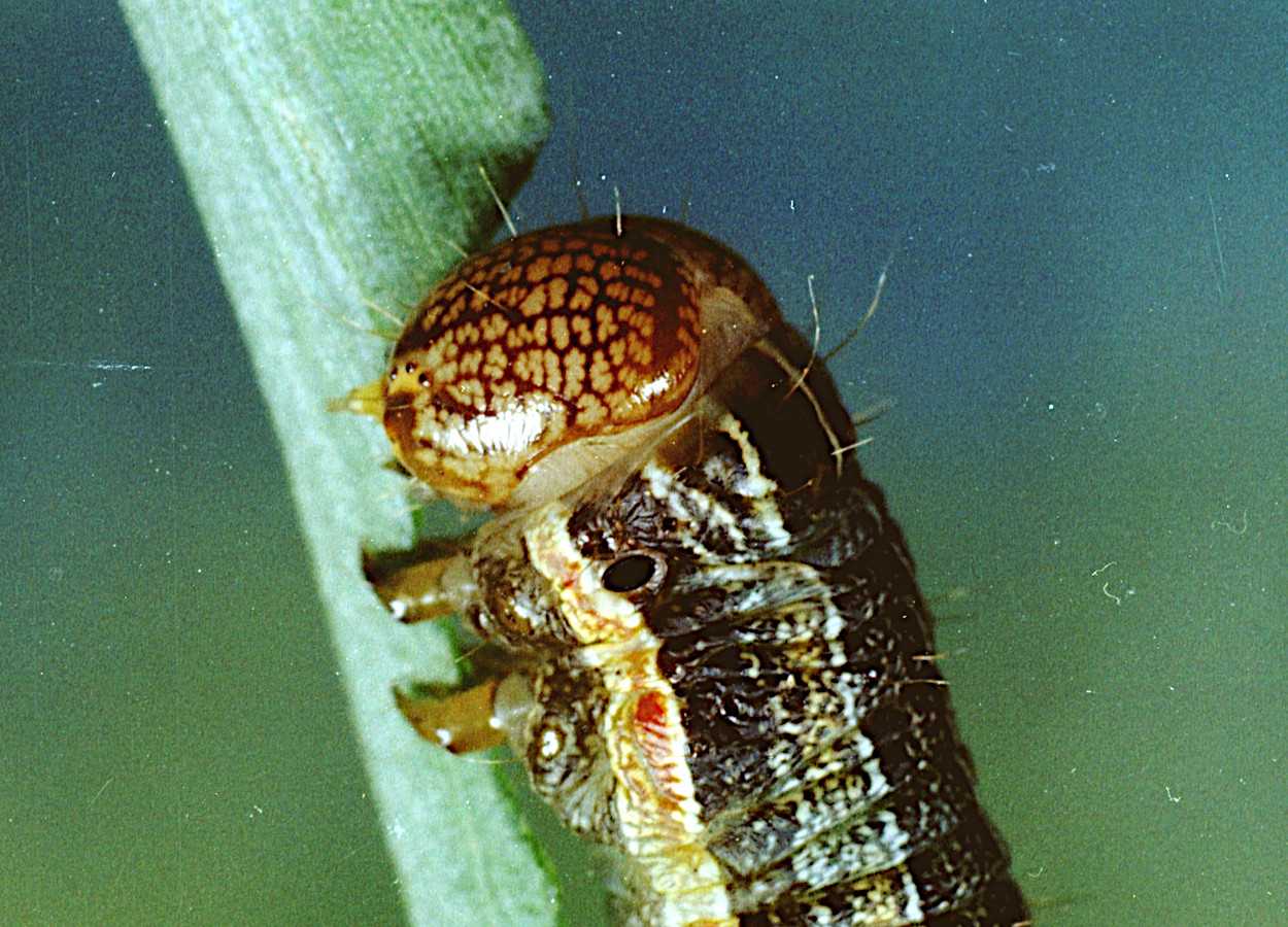 Foto: Clemson University, USDA