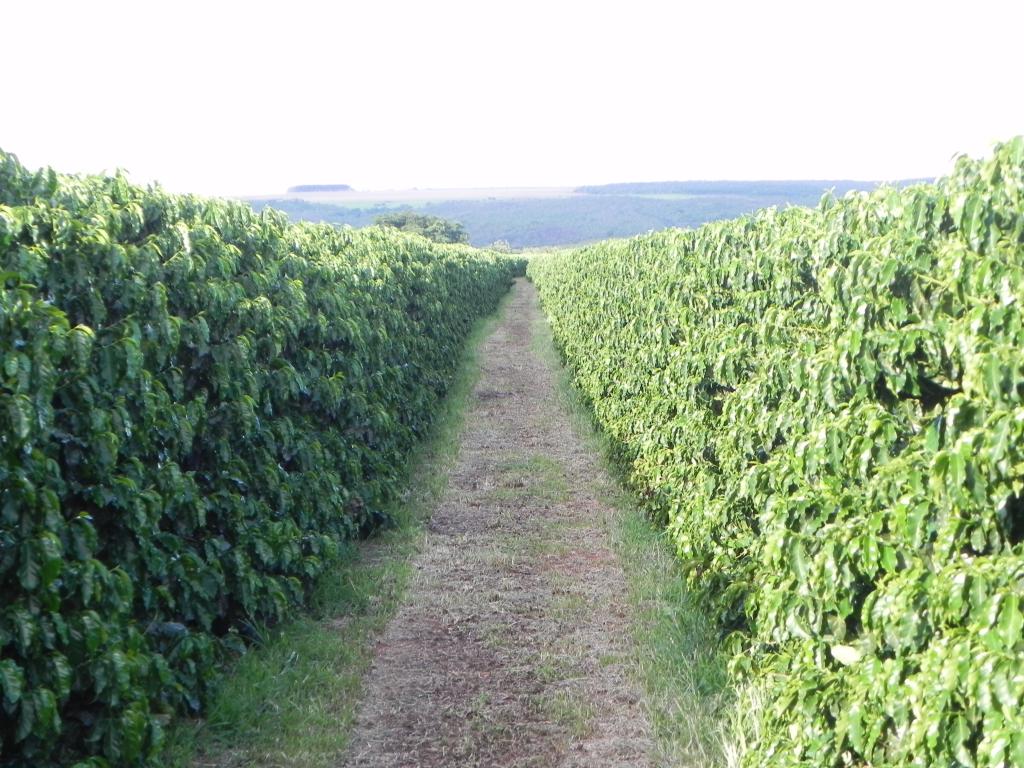 ​Produto contribui para o aumento da eficiência dos fertilizantes nos cafezais