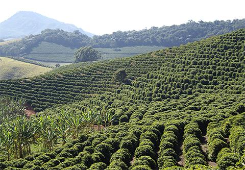 Cafeicultores do Paraná contam com novas tecnologias