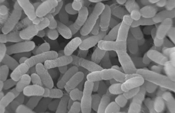 Arquitetura do DNA define função de bactéria usada em biotecnologia