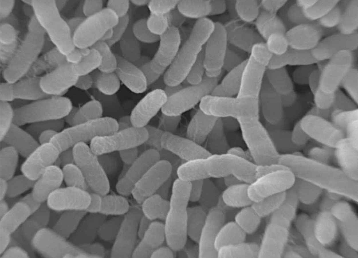 La arquitectura del ADN define la función de las bacterias utilizadas en biotecnología.