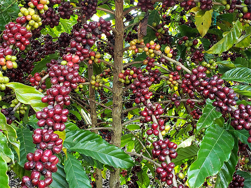 Cafeicultores podem trocar grãos por sistema de irrigação