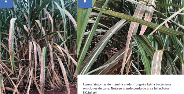 Figura 2 - Perda de área foliar em cana pela severidade de mancha anelar e estria bacteriana em cana-de-açúcar
