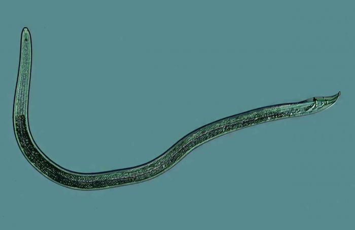 Novo nematoide causa perda de 16,5% em arroz irrigado no Tocantins