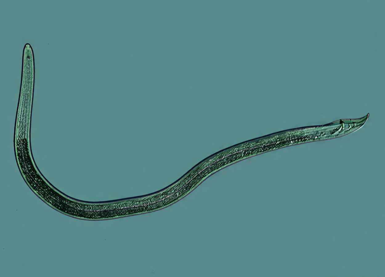 Novo nematoide causa perda de 16,5% em arroz irrigado no Tocantins