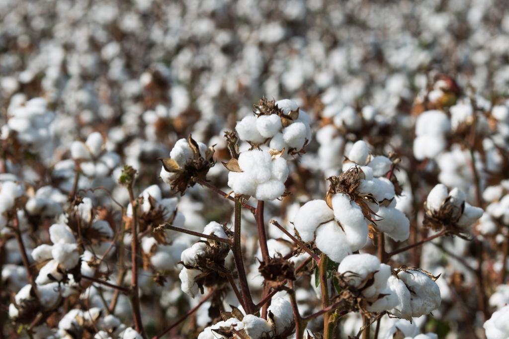 Produção e exportação do algodão foram recordes em 2019