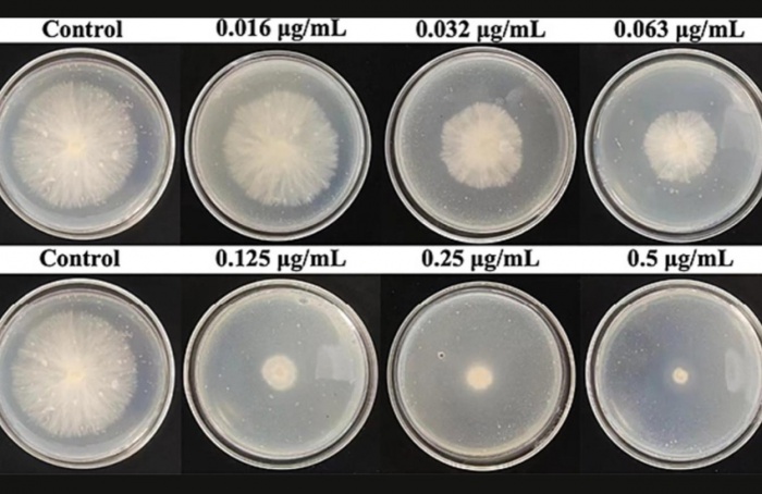 Cientistas avaliam fungicida tifluzamida contra "Sclerotium rolfsii" em pimentas