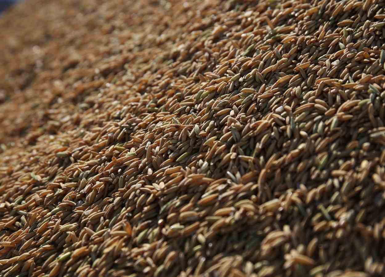 Colheita do arroz avança no RS, mas preços preocupam