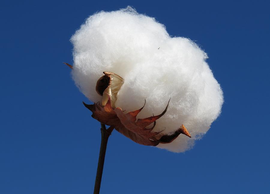 Ciência e parcerias promovem produção de algodão no Ceará