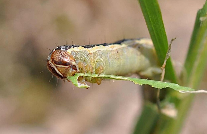 Superexpressão de genes ABC reduz eficácia de emamectina
