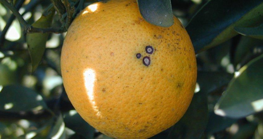 Pesquisa do Fundecitrus identifica períodos de maior suscetibilidade dos frutos à pinta preta
