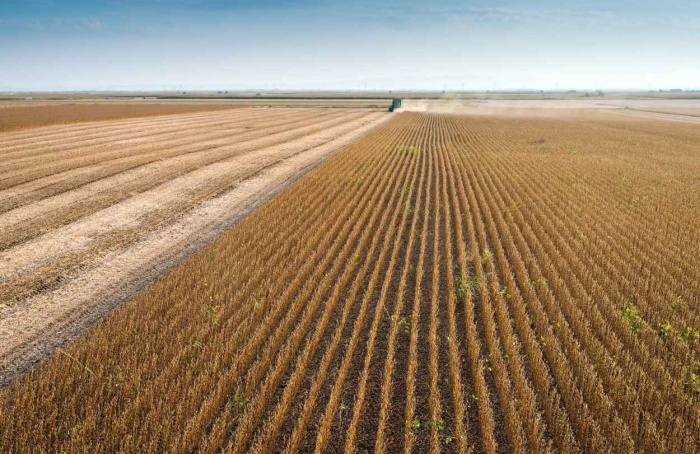 Piauí e Maranhão puxam expansão da soja no Nordeste