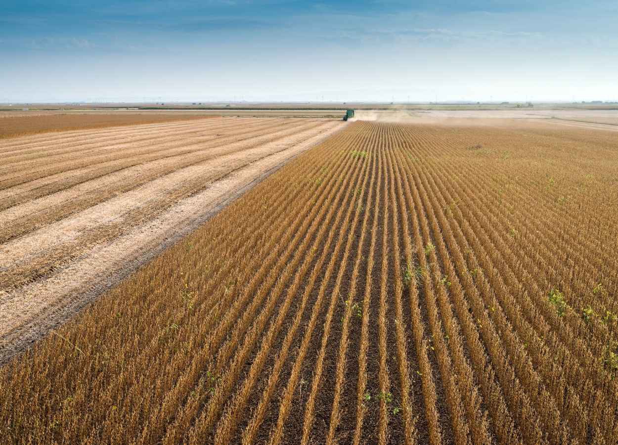 Piauí e Maranhão puxam expansão da soja no Nordeste