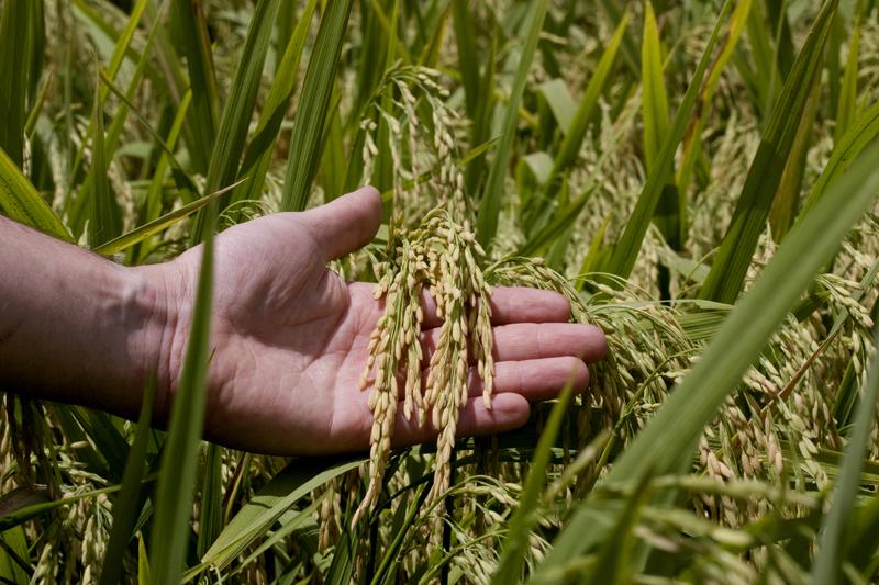 FMC auxilia no controle de plantas daninhas de difícil controle na cultura do arroz