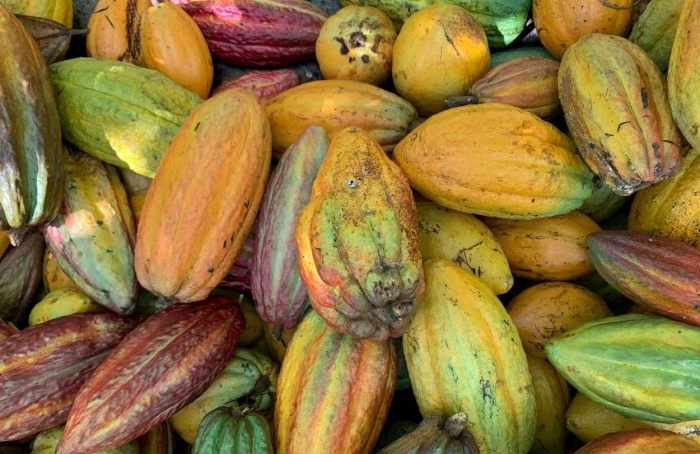 Mercado global do cacau inicia 2026 em busca de equilíbrio
