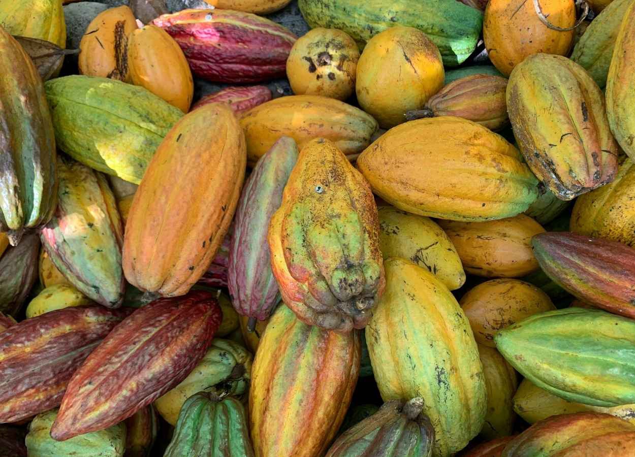 Mercado global do cacau inicia 2026 em busca de equilíbrio