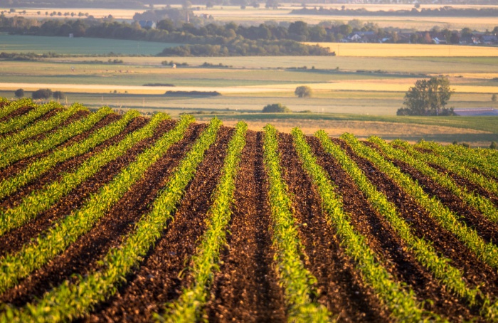 Estudo aponta perspectivas positivas para investimento em fertilizantes no setor agrícola