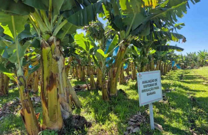 Estudo confirma eficiência da irrigação na bananicultura