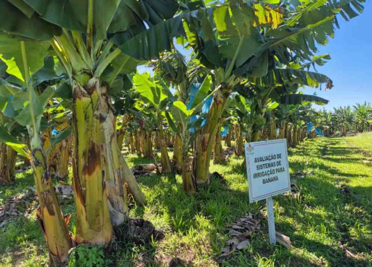 Estudo confirma eficiência da irrigação na bananicultura