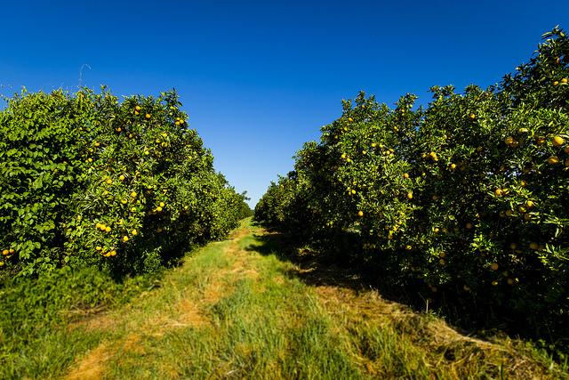 Baixa oferta de frutas e qualidade eleva preços de citros