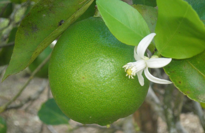 Laboratório na Bahia ajuda produtores a exportar limão tahiti para a União Europeia