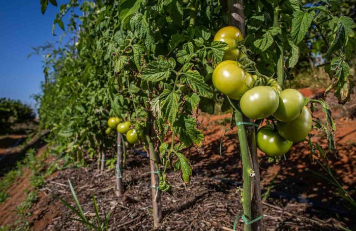 Agrodefesa orienta sobre o transplantio de mudas de tomate