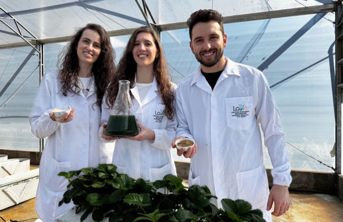 Pesquisa avalia microalgas para produção de fertilizantes