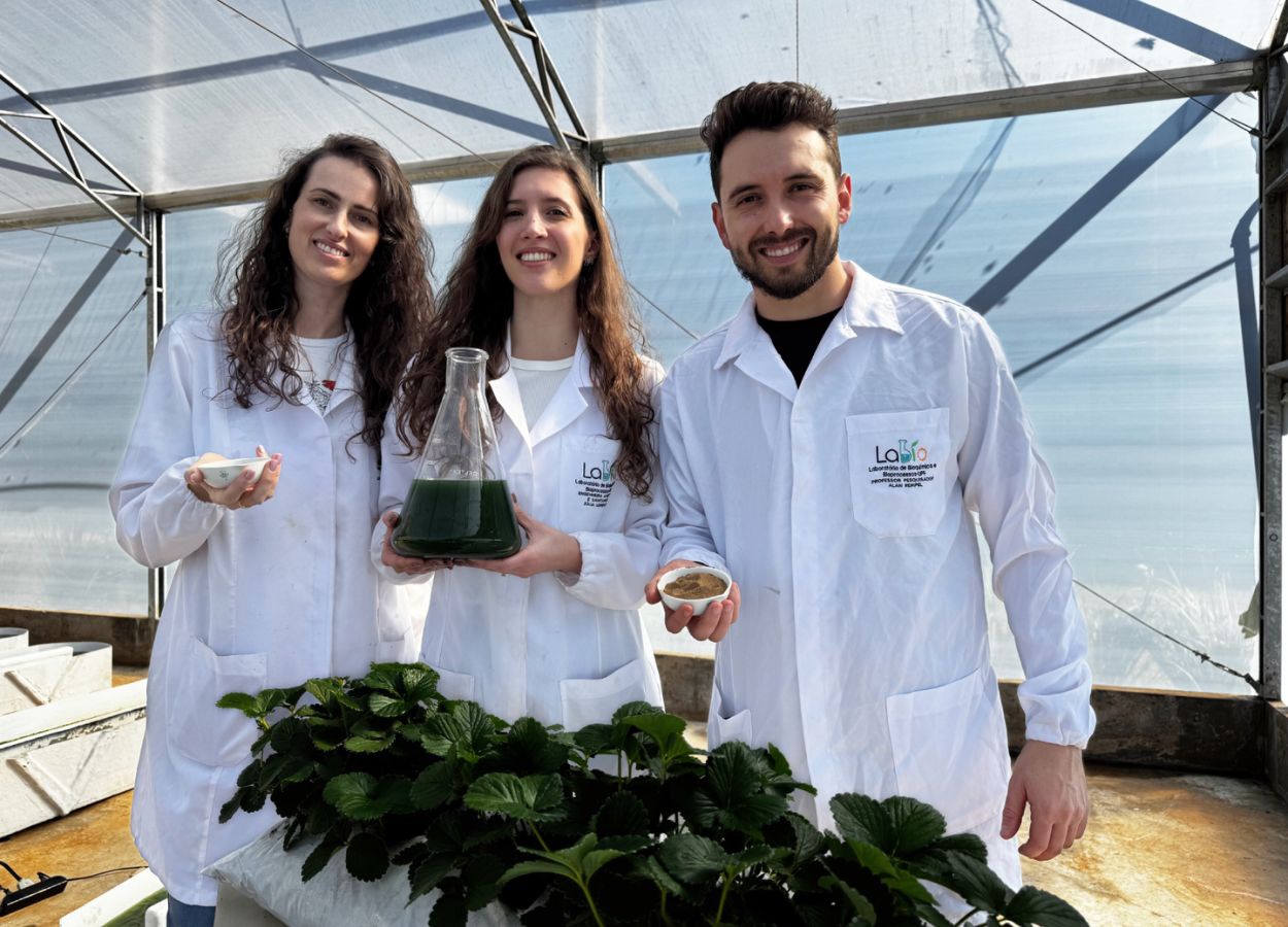 Pesquisa avalia microalgas para produção de fertilizantes